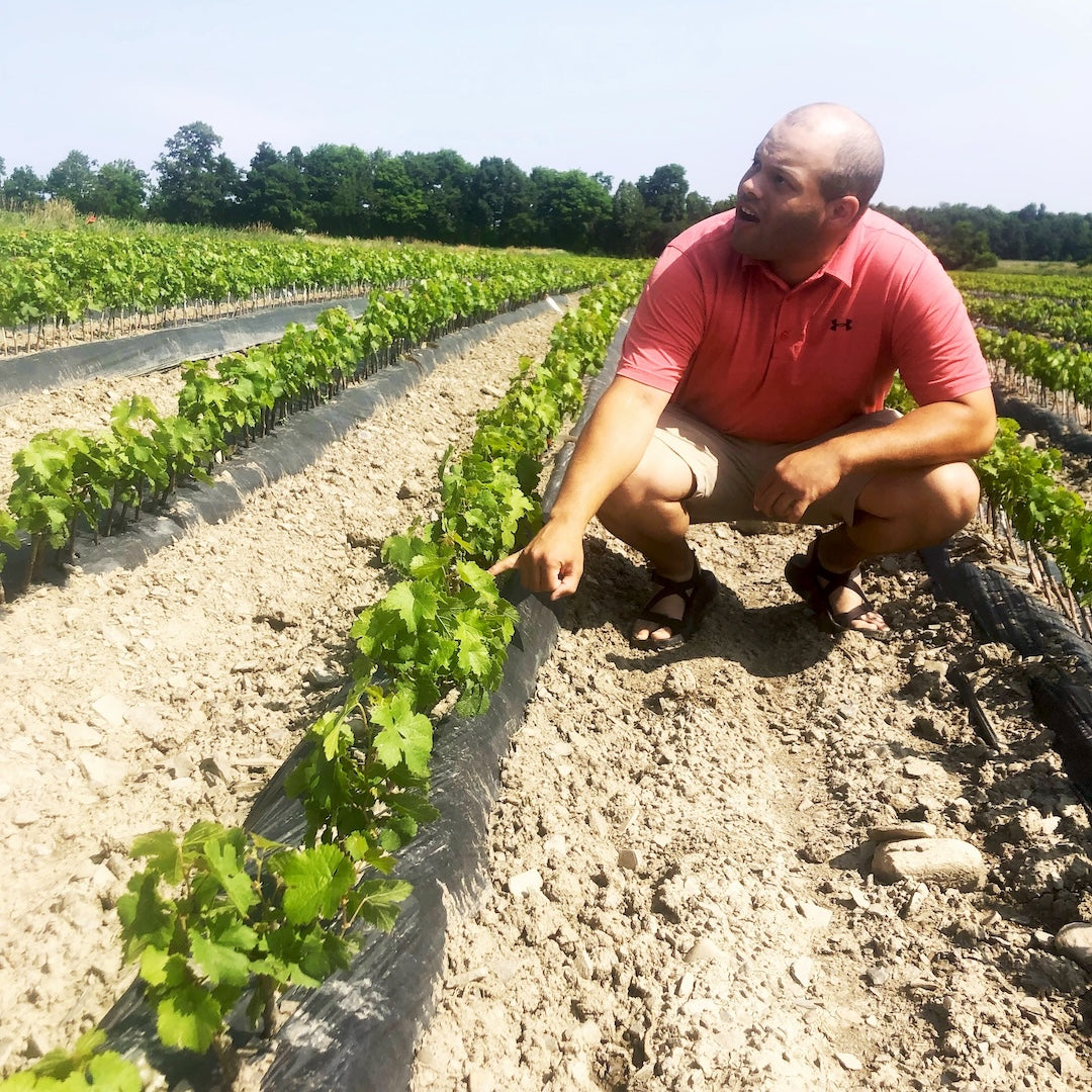 Man in coral shirt crouching and inspecting young grapevines in sunny vineyard rows